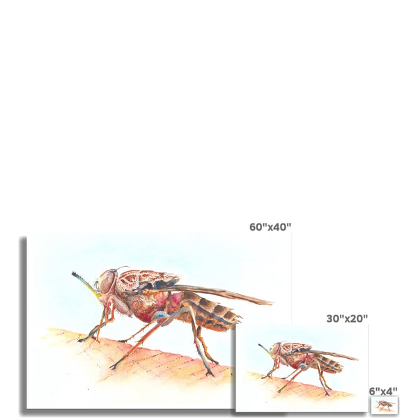 Tsetse Fly Size
